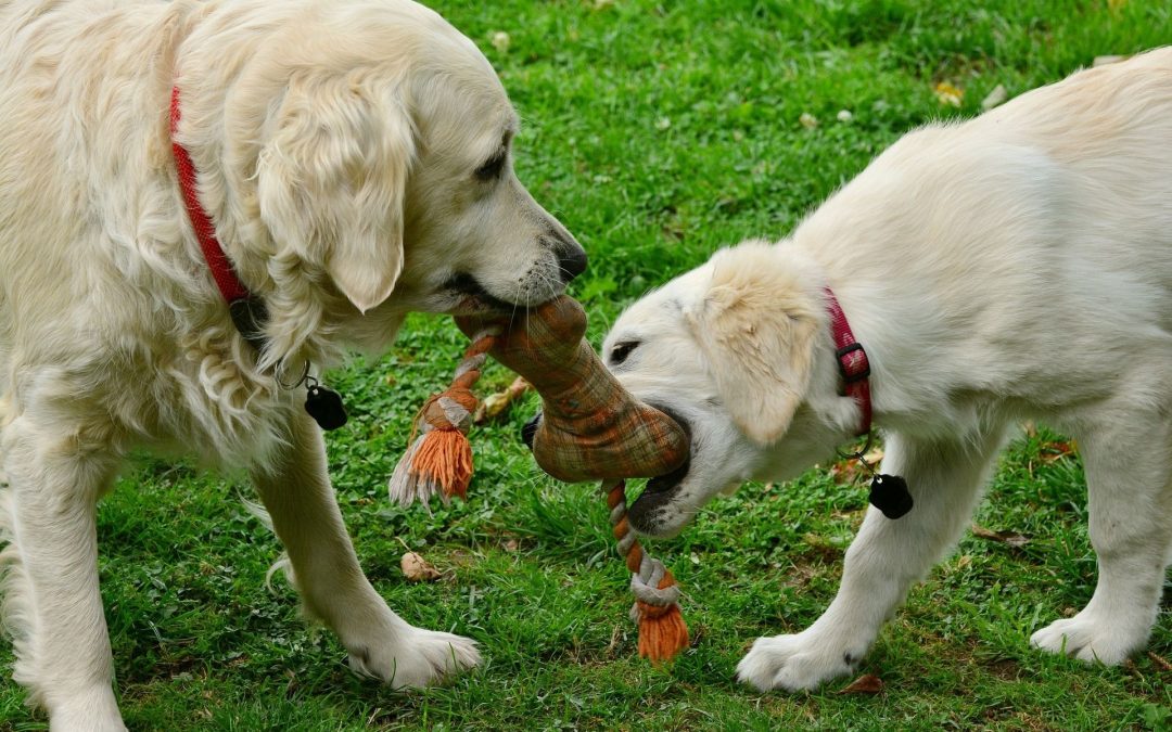 The Ultimate Guide to Rope Toys for Dogs